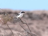 Lanius excubitor 16, Klapekster, Saxifraga-Bart Vastenhouw