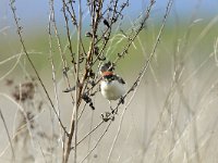 Lanius senator 12, Roodkopklauwier, Saxifraga-Tom Heijnen