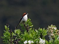 Lanius senator 10, Roodkopklauwier, Saxifraga-Hans Dekker