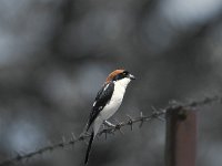 Lanius senator 4, Roodkopklauwier, Saxifraga-Arie de Knijff