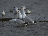 Larus argentatus 107, Zilvermeeuw, Saxifraga-Henk Sierdsema