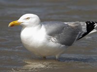 Larus argentatus 96, Zilvermeeuw, Saxifraga-Bart Vastenhouw