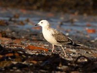 Larus cachinnans 24, Pontische meeuw, Saxifraga-Bart Vastenhouw