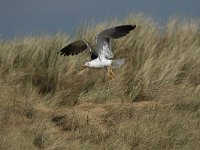 Larus fuscus 37, Kleine mantelmeeuw, Saxifraga-Dirk Hilbers