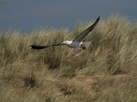 Larus fuscus 38, Kleine mantelmeeuw, Saxifraga-Dirk Hilbers