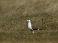 Larus fuscus 43, Kleine mantelmeeuw, Saxifraga-Dirk Hilbers