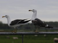 Larus fuscus 48, Kleine mantelmeeuw, Saxifraga-Luuk Vermeer