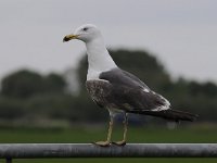 Larus fuscus 49, Kleine mantelmeeuw, Saxifraga-Luuk Vermeer