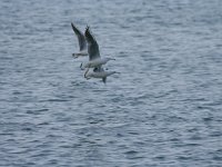 Larus genei 13, Dunbekmeeuw, Saxifraga-Dirk Hilbers