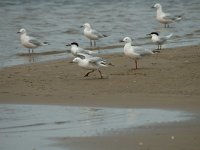 Larus genei 1, Dunsnavelmeeuw, Saxifraga-Jan van der Straaten