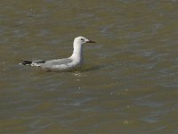 Larus genei 10, Dunsnavelmeeuw, Saxifraga-Jan van der Straaten