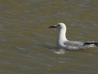 Larus genei 12, Dunsnavelmeeuw, Saxifraga-Jan van der Straaten