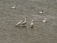 Larus genei 15, Dunsnavelmeeuw, Saxifraga-Willem van Kruijsbergen