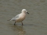 Larus genei 16, Dunsnavelmeeuw, Saxifraga-Willem van Kruijsbergen