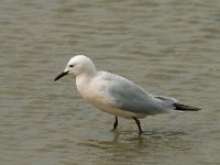 Larus genei 18, Dunsnavelmeeuw, Saxifraga-Willem van Kruijsbergen