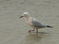 Larus genei 20, Dunsnavelmeeuw, Saxifraga-Willem van Kruijsbergen