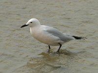 Larus genei 21, Dunsnavelmeeuw, Saxifraga-Willem van Kruijsbergen