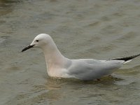 Larus genei 22, Dunsnavelmeeuw, Saxifraga-Willem van Kruijsbergen