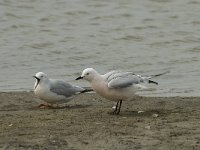 Larus genei 23, Dunsnavelmeeuw, Saxifraga-Willem van Kruijsbergen