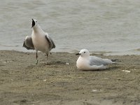 Larus genei 24, Dunsnavelmeeuw, Saxifraga-Willem van Kruijsbergen