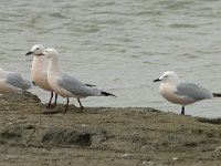 Larus genei 26, Dunsnavelmeeuw, Saxifraga-Willem van Kruijsbergen