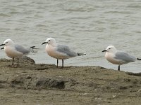 Larus genei 27, Dunsnavelmeeuw, Saxifraga-Willem van Kruijsbergen