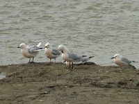 Larus genei 28, Dunsnavelmeeuw, Saxifraga-Willem van Kruijsbergen