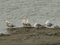 Larus genei 29, Dunsnavelmeeuw, Saxifraga-Willem van Kruijsbergen