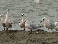 Larus genei 31, Dunsnavelmeeuw, Saxifraga-Willem van Kruijsbergen