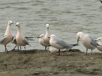 Larus genei 32, Dunsnavelmeeuw, Saxifraga-Willem van Kruijsbergen