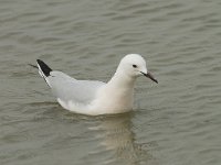 Larus genei 33, Dunsnavelmeeuw, Saxifraga-Willem van Kruijsbergen