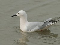 Larus genei 34, Dunsnavelmeeuw, Saxifraga-Willem van Kruijsbergen