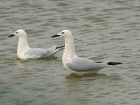 Larus genei 35, Dunsnavelmeeuw, Saxifraga-Willem van Kruijsbergen