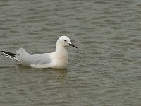 Larus genei 36, Dunsnavelmeeuw, Saxifraga-Willem van Kruijsbergen