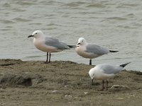 Larus genei 39, Dunsnavelmeeuw, Saxifraga-Willem van Kruijsbergen