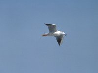 Larus genei 4, Dunsnavelmeeuw, Saxifraga-Janus Verkerk