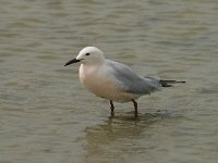 Larus genei 44, Dunsnavelmeeuw, Saxifraga-Willem van Kruijsbergen