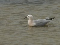 Larus genei 45, Dunsnavelmeeuw, Saxifraga-Willem van Kruijsbergen