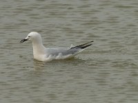 Larus genei 46, Dunsnavelmeeuw, Saxifraga-Willem van Kruijsbergen