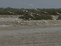 Larus genei 47, Dunsnavelmeeuw, Saxifraga-Jan van der Straaten