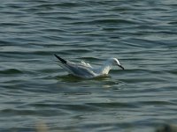 Larus genei 50, Dunsnavelmeeuw, Saxifraga-Dirk Hilbers