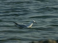 Larus genei 51, Dunsnavelmeeuw, Saxifraga-Dirk Hilbers