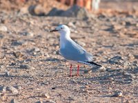 Larus genei 52, Dunsnavelmeeuw, Saxifraga-Bart Vastenhouw