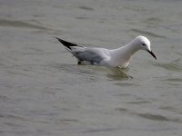 Larus genei 6, Dunsnavelmeeuw, Saxifraga-Iztok Skornik