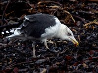 Larus marinus 47, Grote mantelmeeuw, Saxifraga-Bart Vastenhouw