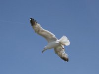 Larus michahellis 85 Geelpootmeeuw, Saxifraga-Willem van Kruijsbergen