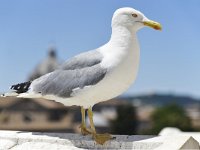 Larus michahellis 89, Geelpootmeeuw, Saxifraga-Tom Heijnen