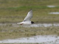 Larus minutus 10, Dwergmeeuw, Saxifraga- Peter Meininger