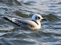 Larus minutus 11, Dwergmeeuw, Saxifraga-Bart Vastenhouw