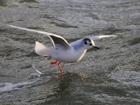 Larus minutus 12, Dwergmeeuw, Saxifraga-Bart Vastenhouw